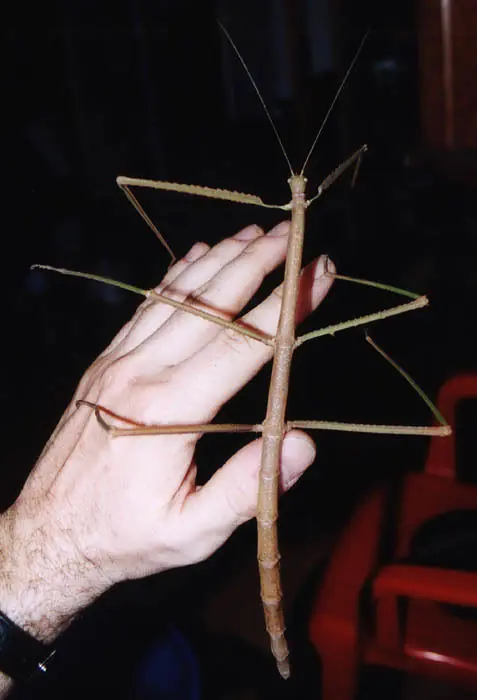 Para no dormir nunca mas: insectos gigantes