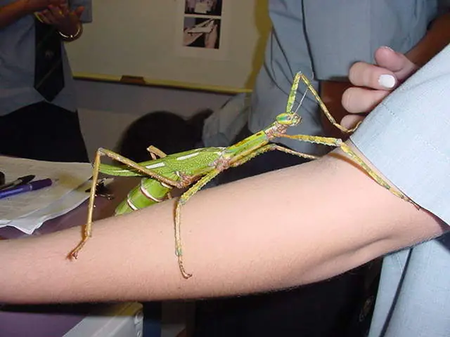arañas