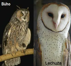 buho