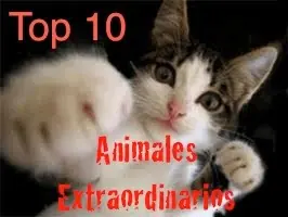 Los 10 animales mas extraordinarios del mundo