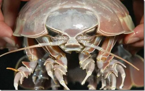 Asombrosos animales que no conocías!!