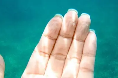 hojas
