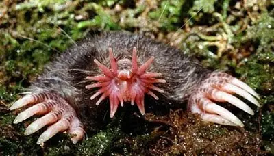 animal