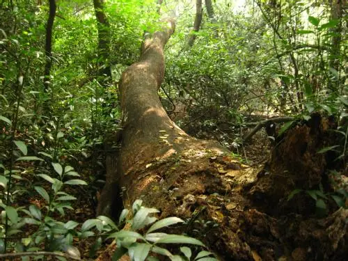 Raro: Bosque de Santa Catalina