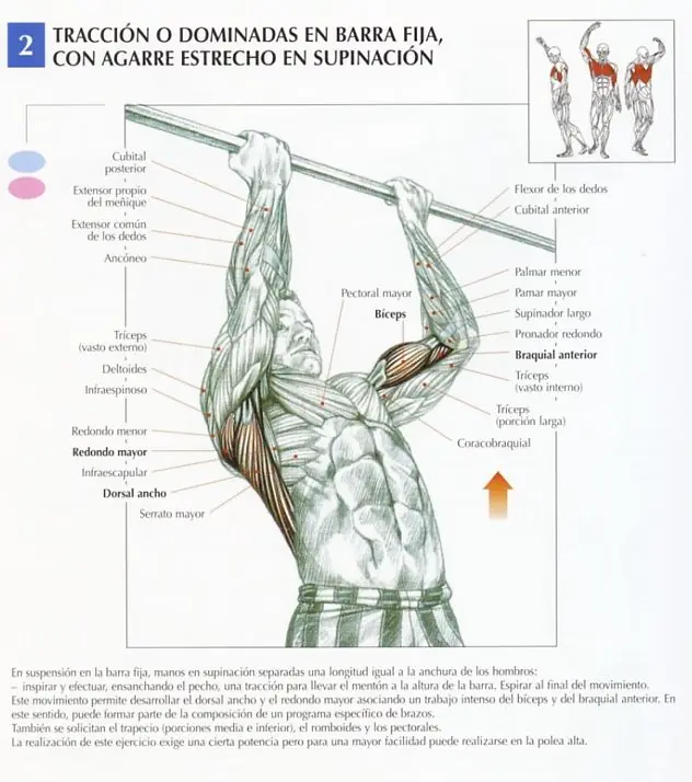 musculo