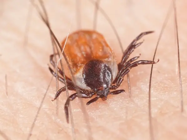 insecto