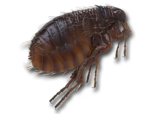 Insectos que te pueden picar.