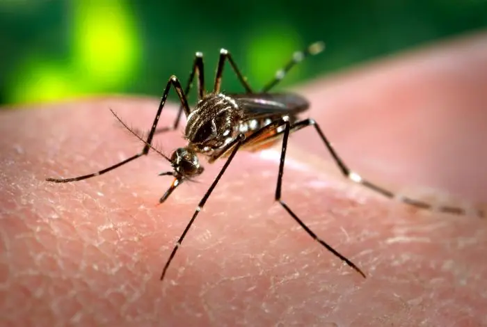 Información Sobre El Dengue