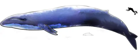 Records de Animales