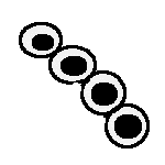 celula