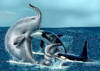raros