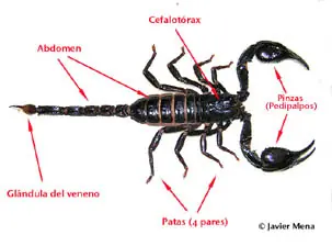 ¿Por qué son fluorescentes los escorpiones?