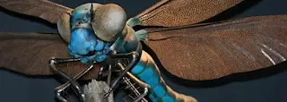 Insectos gigantes prehistoricos (+ video)