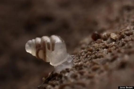 caracol