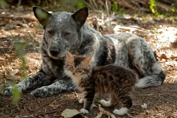 Ralphee,el gatito con discapacidad hace amistad con Max