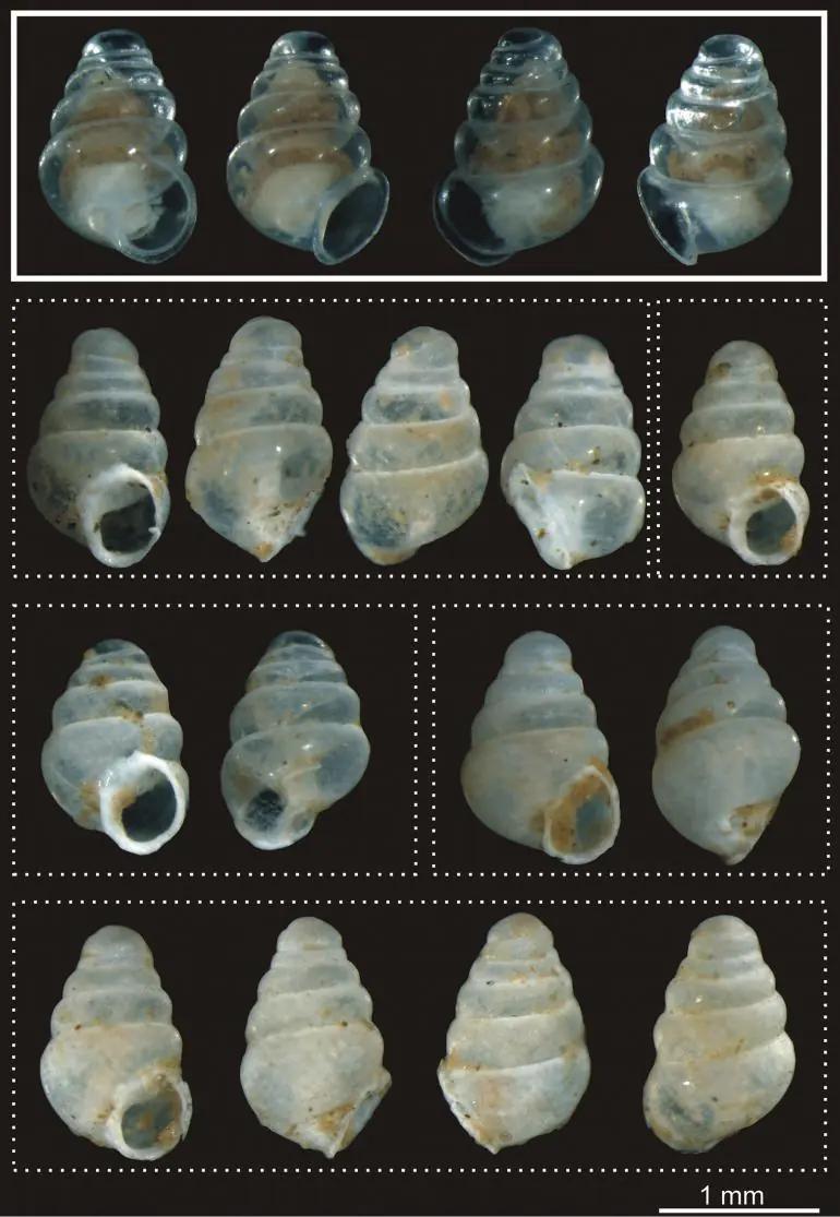 Nueva especie de caracol: Zospeum tholussum