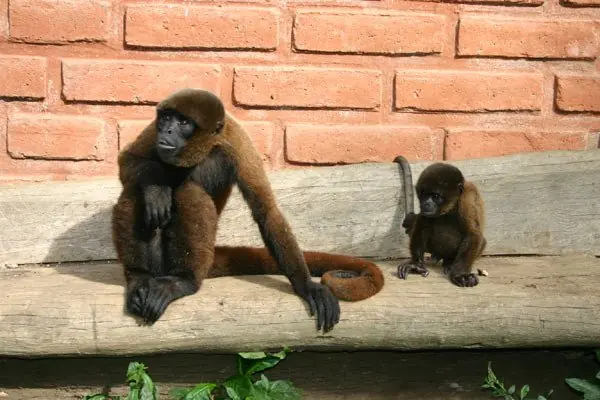 especies en peligro de extincion