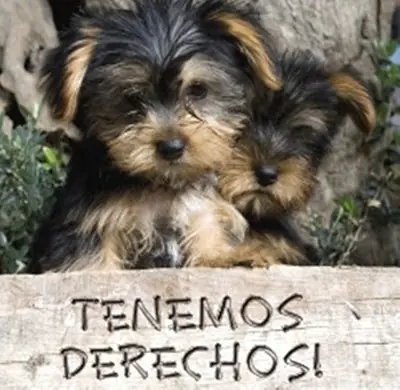 bueno