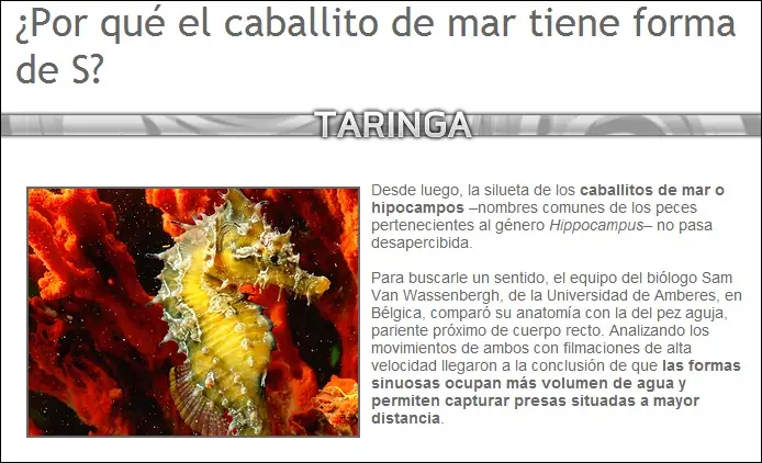 abejas