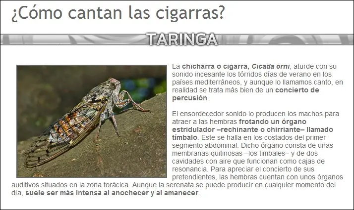 abejas