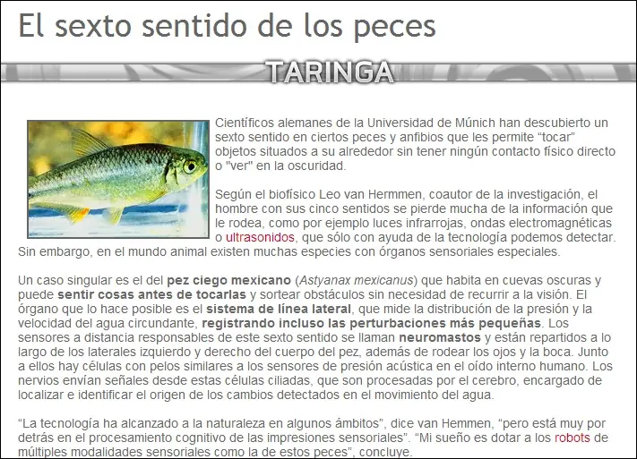 abejas