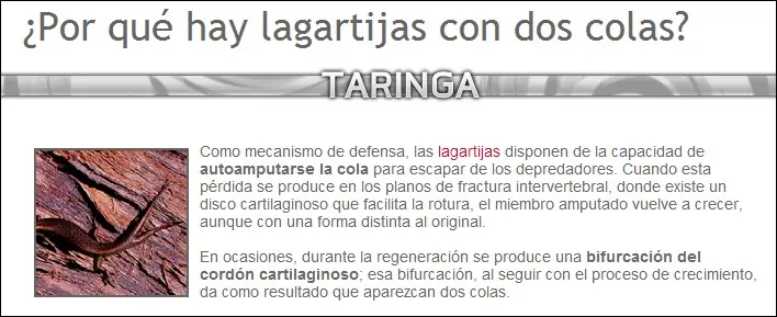mosca escorpin