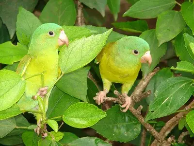 especies en peligro de extincion