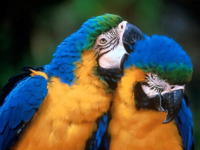 conoce las especies en peligro de extinción en Ecuador.
