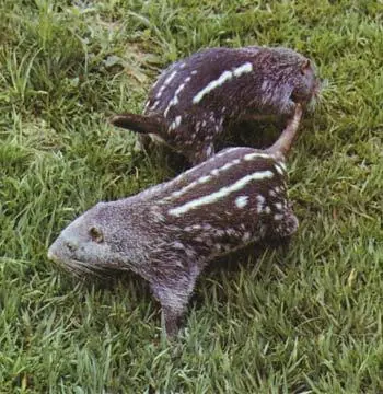 conoce las especies en peligro de extinción en Ecuador.