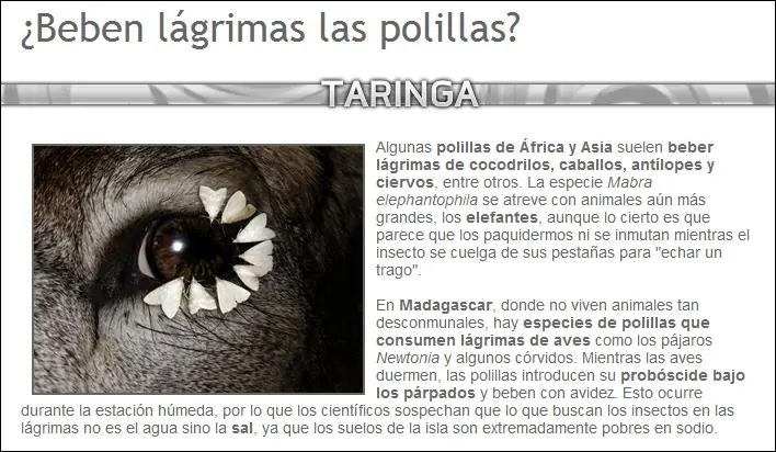mariposas