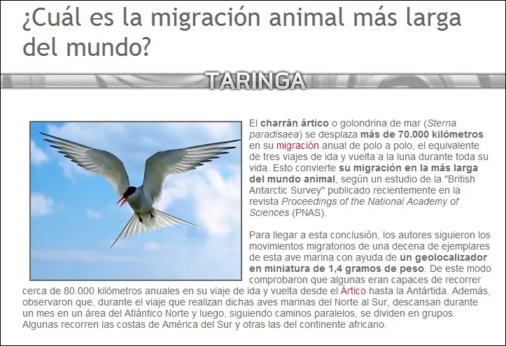 abejas