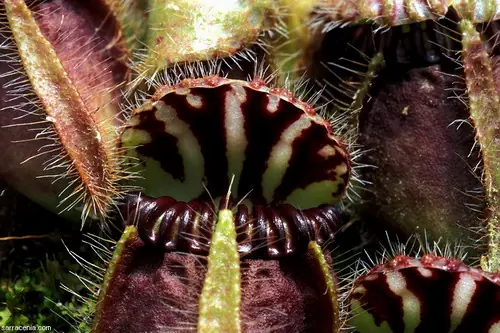 carnivoras