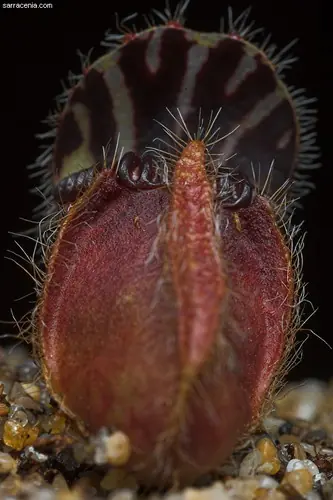 plantas carnivoras