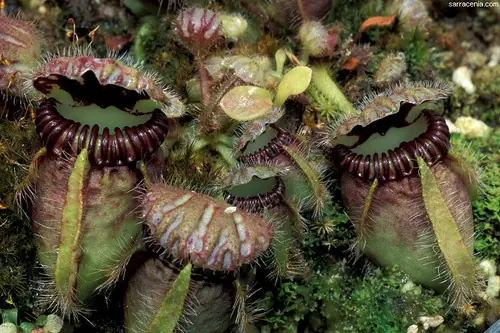 insectos