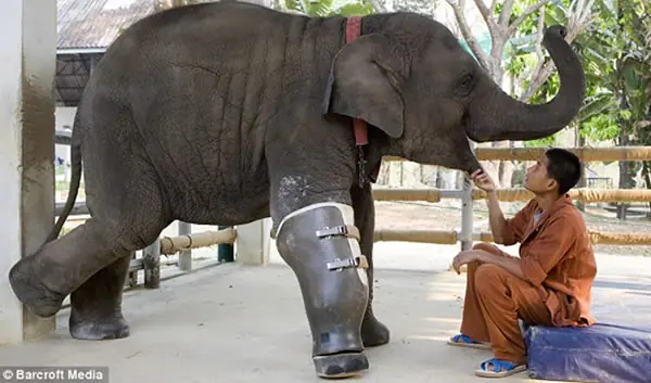 Un elefante con prótesis