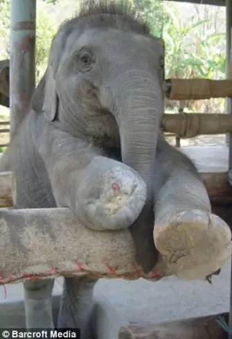 elefante