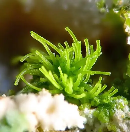 minerales