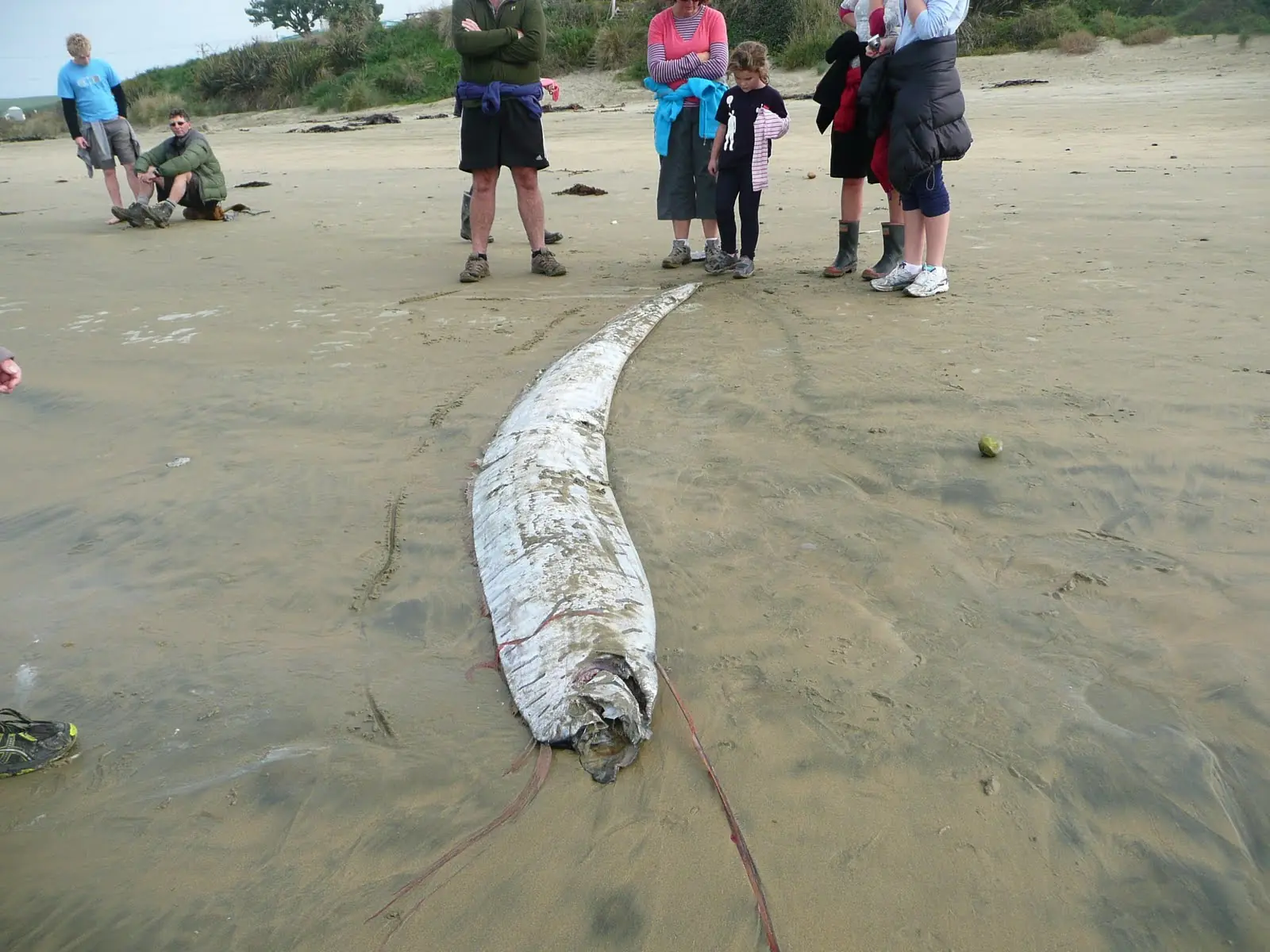 El post mas largo de Taringa!