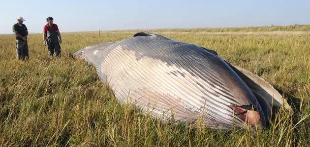 Encuentran una ballena muerta… ¡800 metros tierra adentro