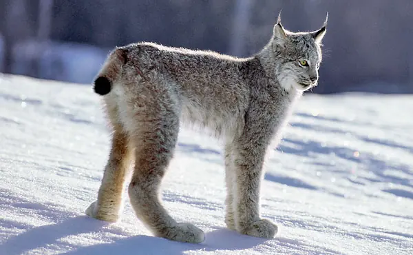 Lynx, un Lince con cabeza de Lince y cuerpo de Lince...