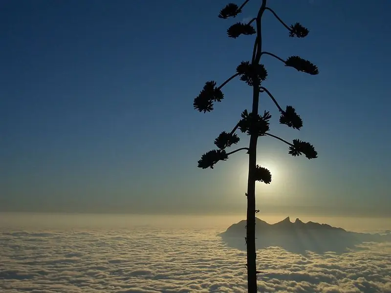 mty