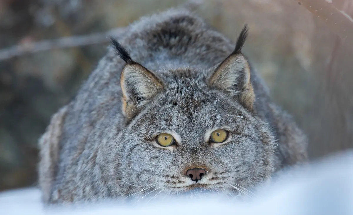 lince