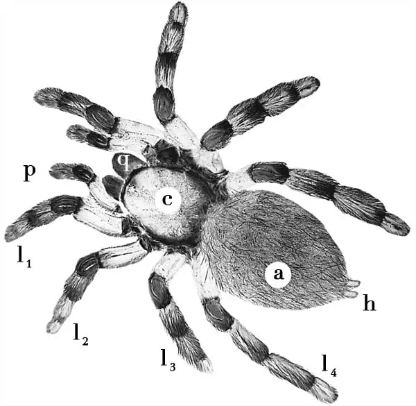 parasito