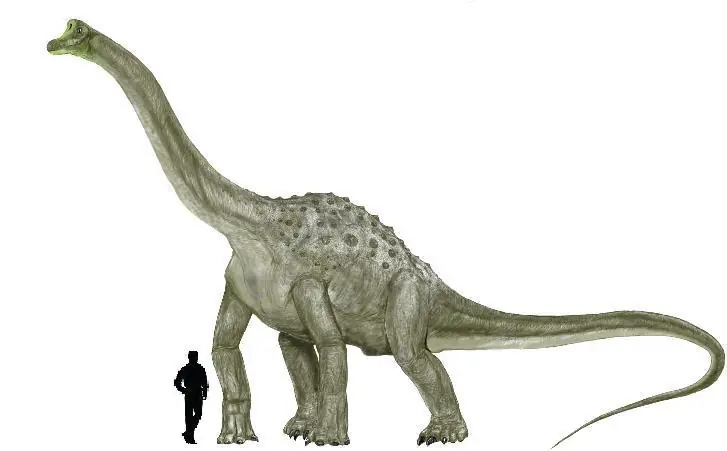 sauropodo