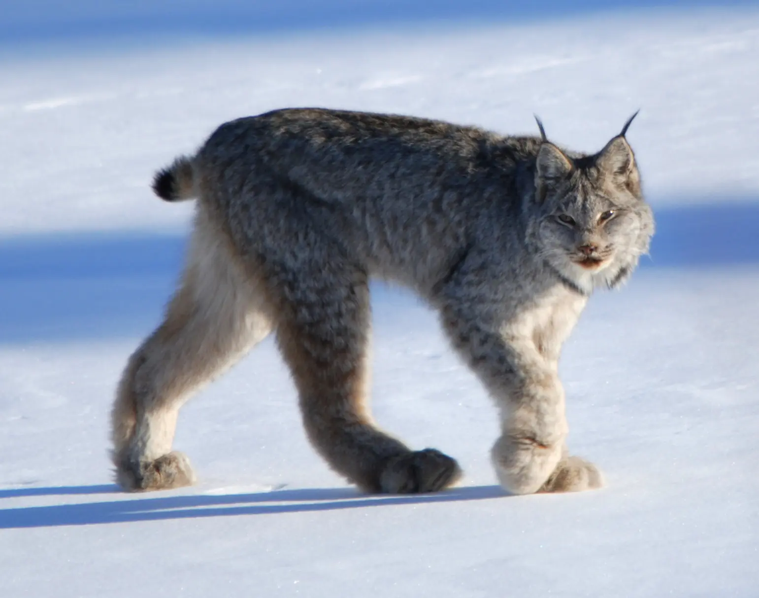 lince