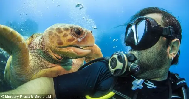 Fotos De Una Tortuga