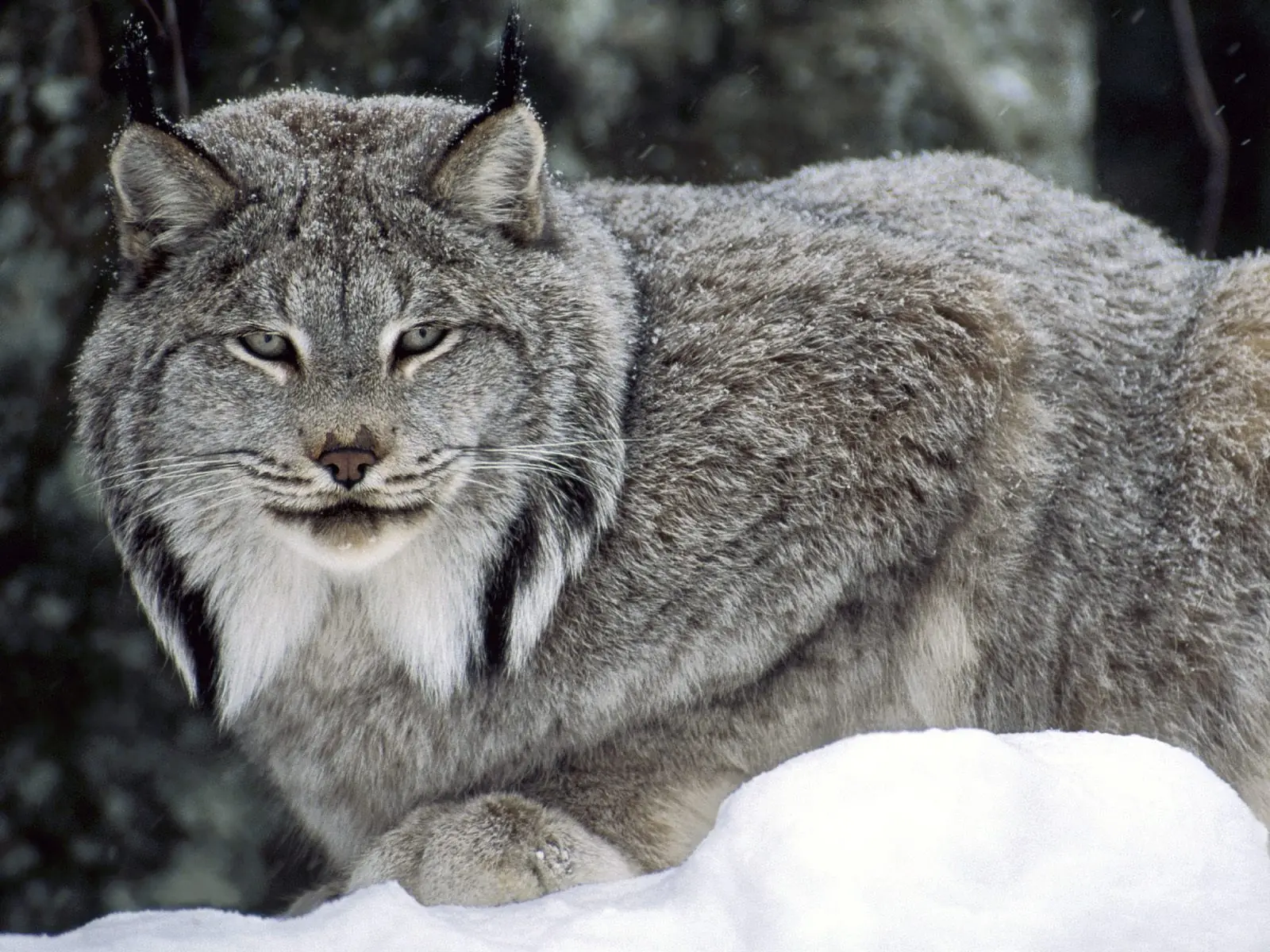 lince