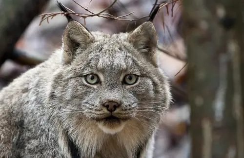 Lynx, un Lince con cabeza de Lince y cuerpo de Lince...