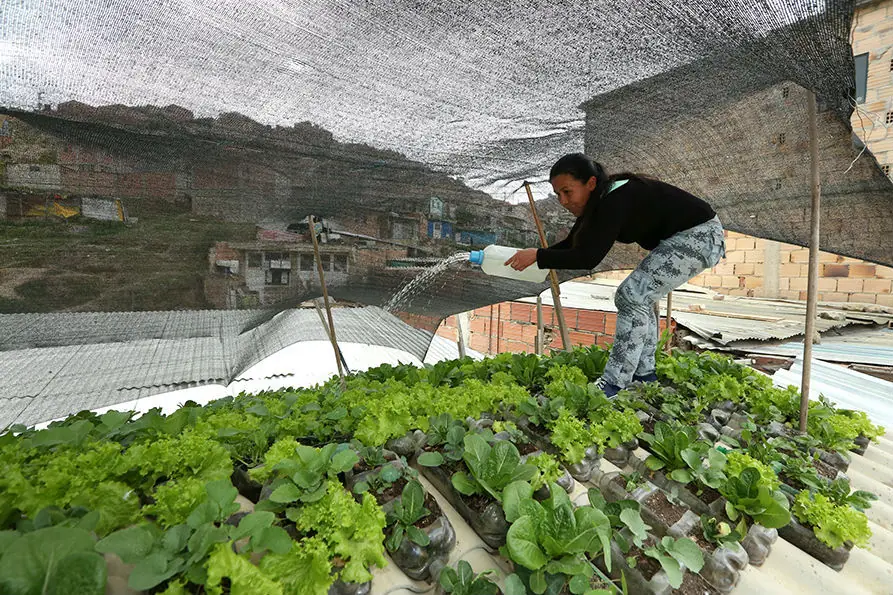 cultivos