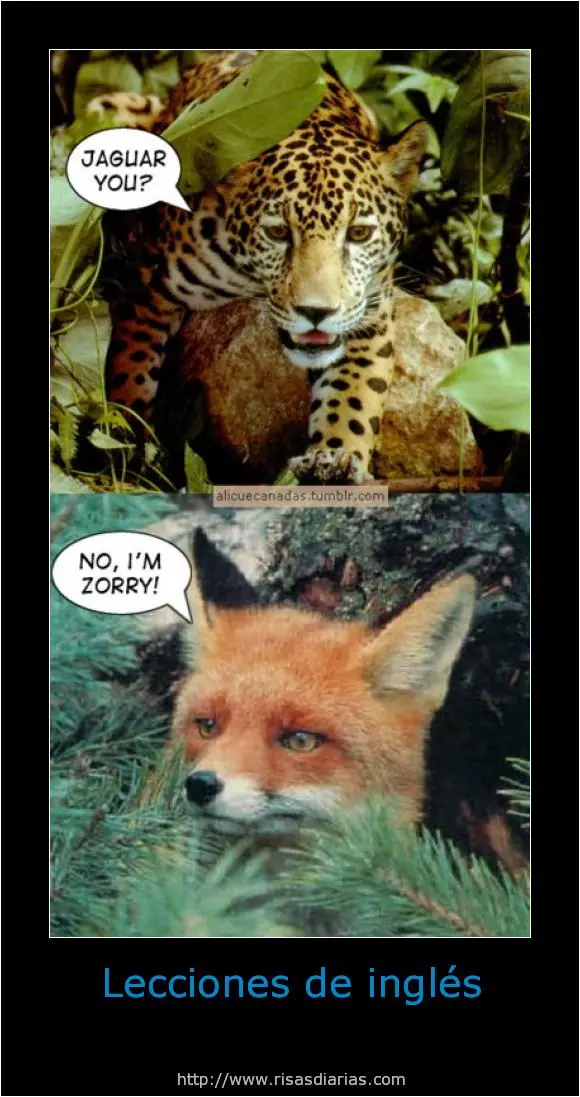 Humor en imagenes-Septima parte.